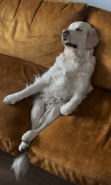 출처 : Reddit / 소파사이에 몸을 끼운듯 기댄체 자고있는 강아지