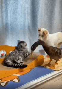 평화는 잠시뿐! 오리와 강아지의 귀여운 투닥임