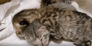 “작아도 강한 기운!” 작은 몸에서 나오는 귀여운 경계심