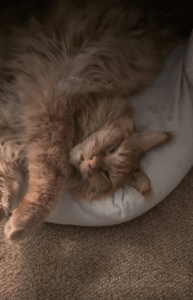 심장 멎을 뻔! 죽은 듯 자는 고양이의 깜짝 상황