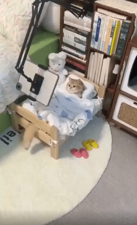 출처 : Reddit / 고양이가 작은 침대위에 누워있다