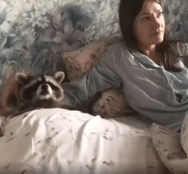 출처 : Reddit / 라쿤과 여주인이 침대에 누워있다