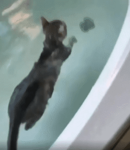 수영 마스터! 물에서 여유롭게 헤엄치는 고양이