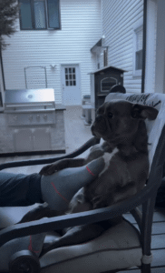 “멈추지 마세요!” 애교 넘치는 강아지의 사랑스러운 반응