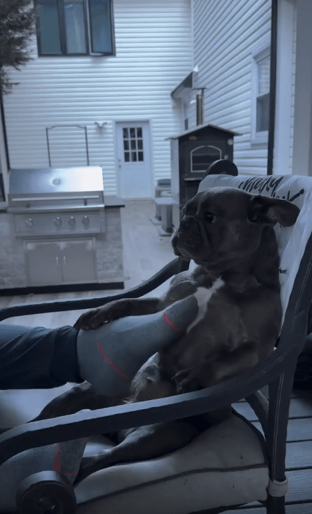 출처 : Reddit / 의자에 앉아있는 강아지