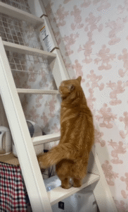 깡총깡총! 토끼처럼 올라가는 고양이