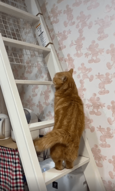 출처 : Reddit / 사다리 위에 고양이가 있다