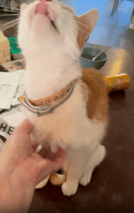 긁으면 핥는다?! 고양이의 자동 반응 버튼