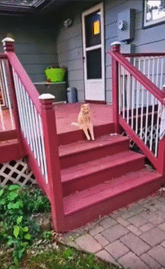 사람처럼 앉은 고양이, 너무 자연스러워!