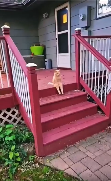 출처 : Reddit / 사람처럼 앉아있는 고양이