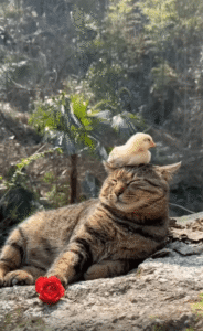 완벽한 공생! 고양이 머리 위에 편안히 앉은 아기새