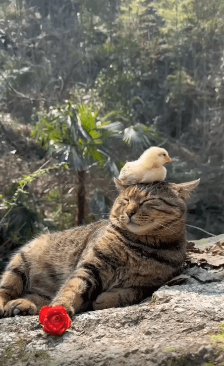 출처 : Reddit / 고양이 머리위에 아기새가 앉아있다