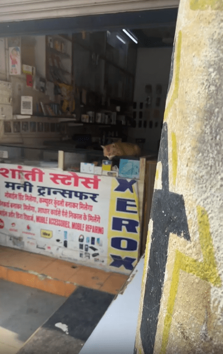 출처 : Reddit / 전시대 위에 누워있는 고양이