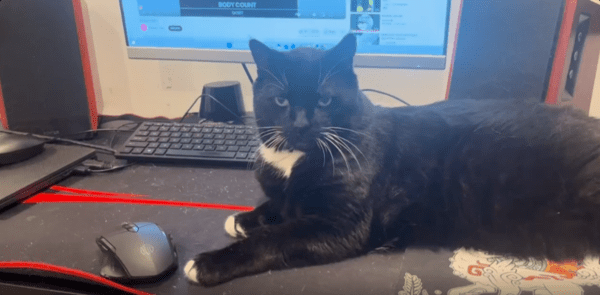 출처 : Reddit / 고양이 한마리가 있다