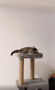 공 잡기의 달인! 캣타워 위 고양이의 반사신경