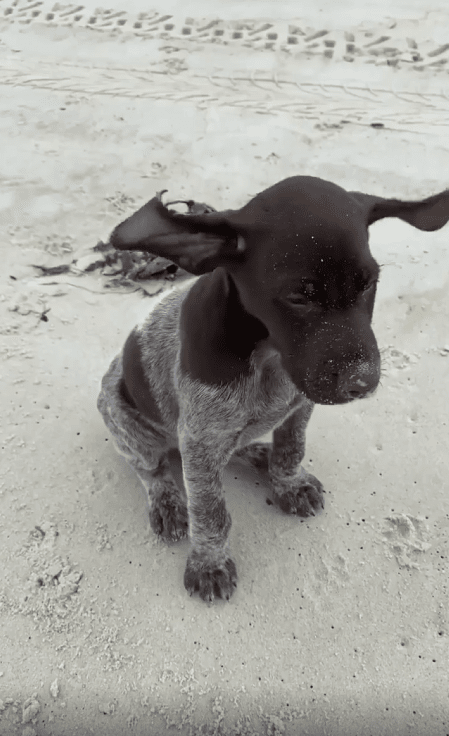 출처 : Reddit /  바람에 날려 큰 귀가 흔들리는 강아지