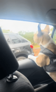 창문을 사이에 둔 두 강아지의 귀여운 신경전