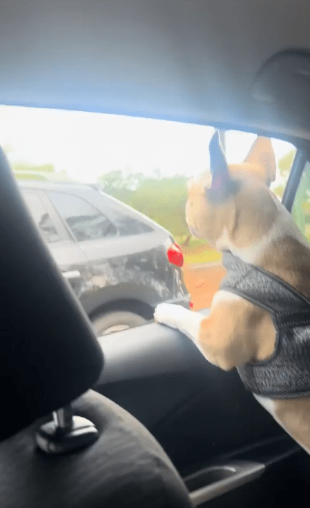 출처 : Reddit / 달리는 두차에 각각 강아지들이 열린 창문으로 마주 보고 있다.