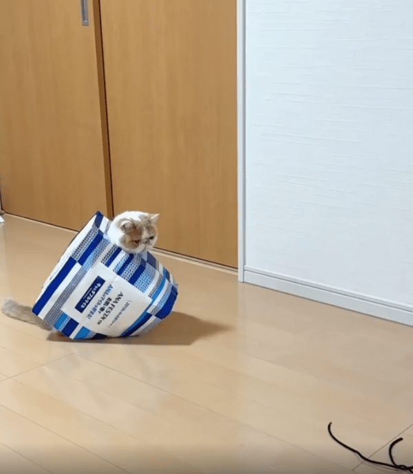 출처 : Reddit /  종이 쇼핑백을 뒤집어 쓴 고양이