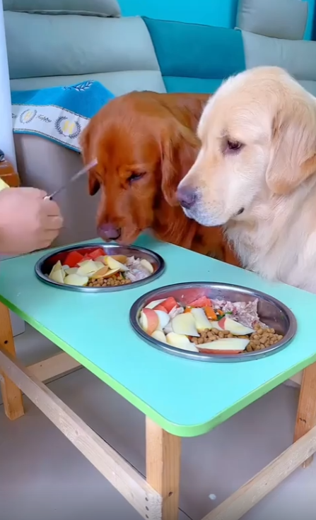 출처 : Reddit / 두 골든리트리버에게 음식을 나눠 주고 있다