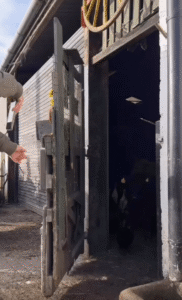 농장 개방의 순간! 자유를 즐기는 동물들