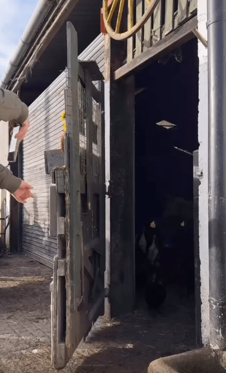 출처 : Reddit / 농장의 문이 열리자 동물들이 나오기 시작한다