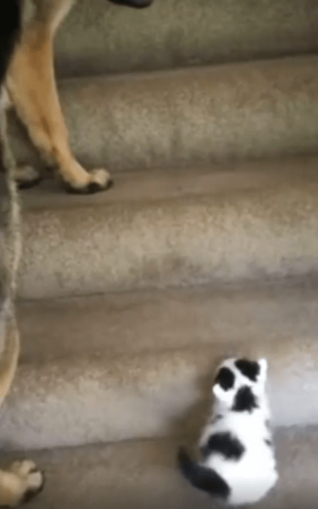 출처 : Reddit / 계단위를 올라가는 새끼 고양이