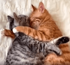 서로를 꼭 안고 자는 고양이들의 포근한 순간