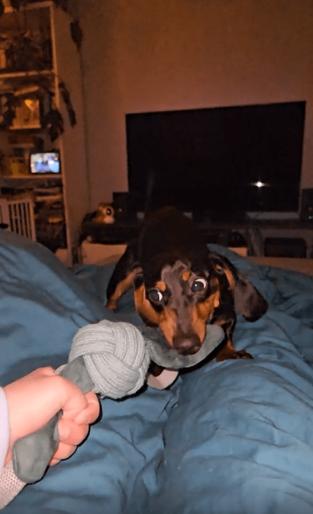 출처 : Reddit / 터그놀이를 하는중인 강아지