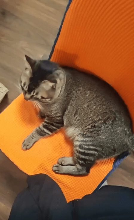 출처 : Reddit / 의자에 앉아있는 고양이