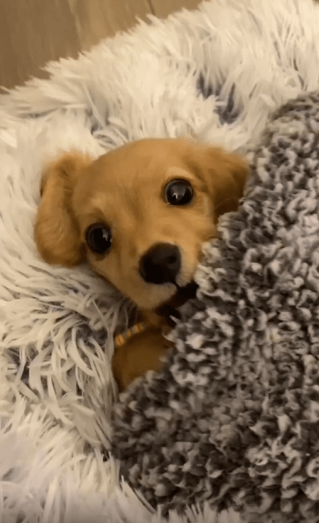 출처 : Reddit / 이불을 덮고 있는 강아지 