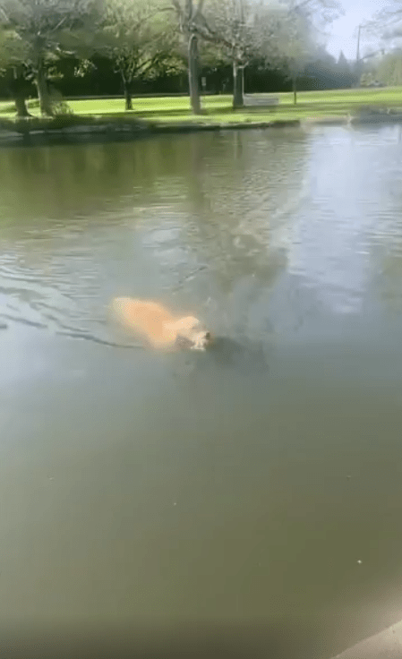 출처 : Reddit / 골든리트리버가 육지를 향해 헤엄치고 있다