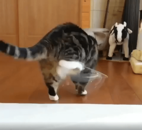 출처 : Reddit / 고양이가 작은 볼에 들어가려고 한다