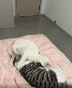 서로를 껴안고 다정하게 머리를 긁어주는 고양이들