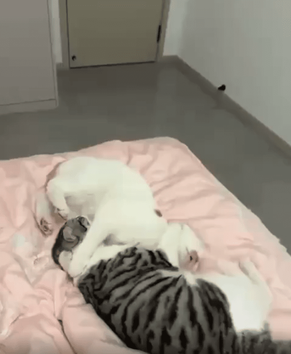 출처 : Reddit / 두 고양이가 서로 교차하여 껴안고 있다