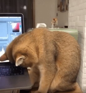 노트북에 머리를 박고 자는 귀여운 고양이