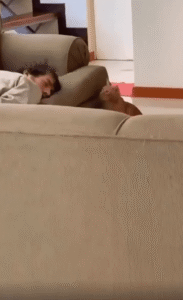 소파 아래에서 냥냥펀치로 주인을 깨우는 고양이