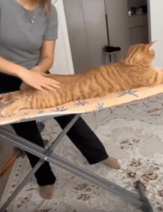 테이블 위에서 완전히 녹아버린 고양이의 마사지 시간