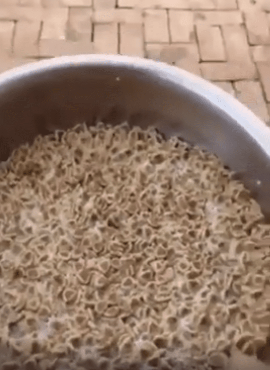 출처 : Reddit / 강아지들에게 줄 사료