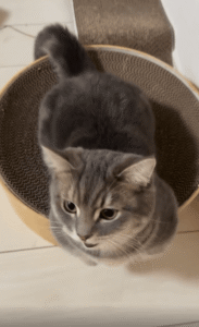 받침대 위에서 편안하게 누워있는 고양이의 애교