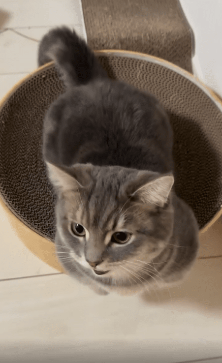 출처 : Reddit / 편안하게 누워있는 고양이