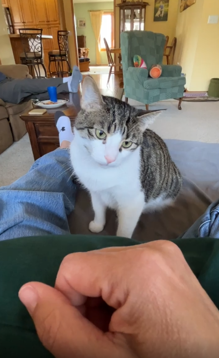 출처 : Reddit / 고양이가 주인의 손을 노려본다