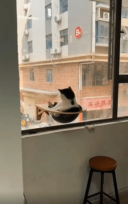 출처 : Reddit / 창문에 부착된 작은 볼 그릇에 고양이가 앉아있다