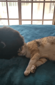 서로 기대며 편안함을 찾는 고양이들