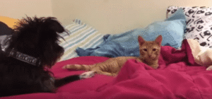 강아지의 순발력으로 고양이를 막아내다