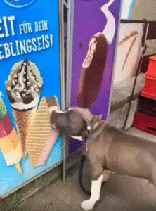 광고 속 아이스크림에 끝까지 집착하는 강아지