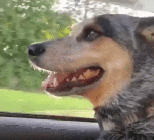 달리는 차 창문에서 반대편 차에 반응하는 강아지