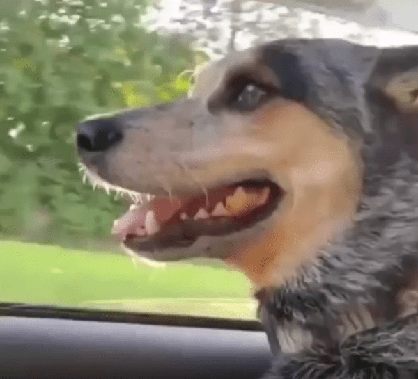 출처 : Reddit /  차안에 잘생긴 강아지 한마리