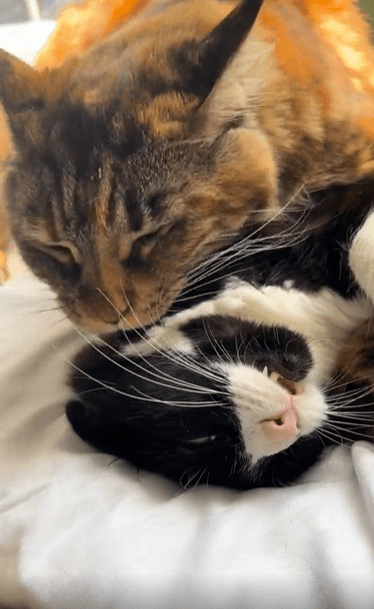 출처 : Reddit / 한 고양이가 다른 고양이를 핥아준다