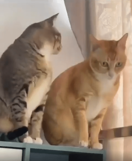 출처 : Reddit / 두 고양이가 앉아있다